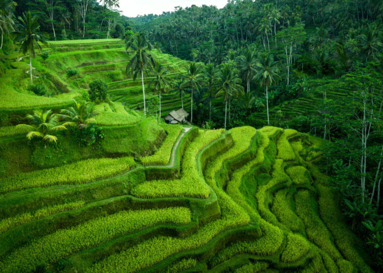 jatiluwih rice terrace