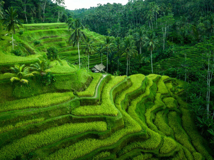 jatiluwih rice terrace