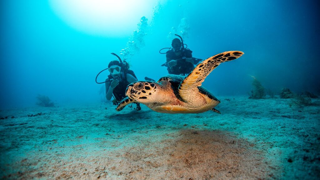 scuba diving in bali
